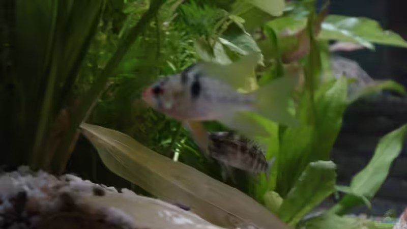 Schmetterlingsbuntbarsch von Dominik Laufer (9)