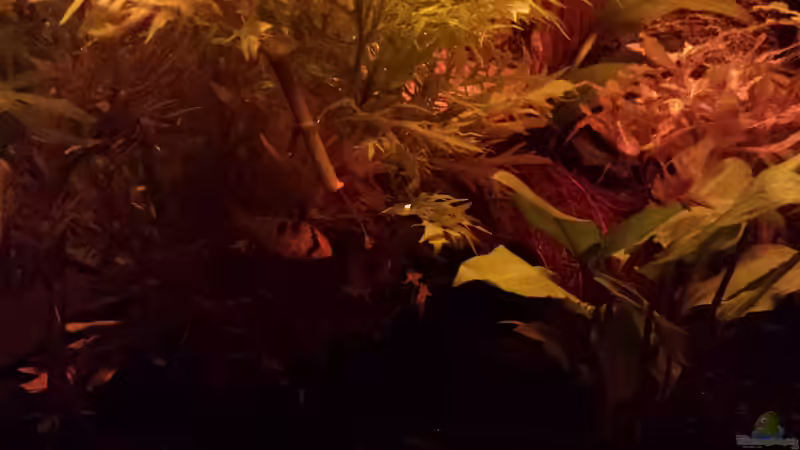 Schmetterlingsbuntbarsch von FK Nordfriesland (3)