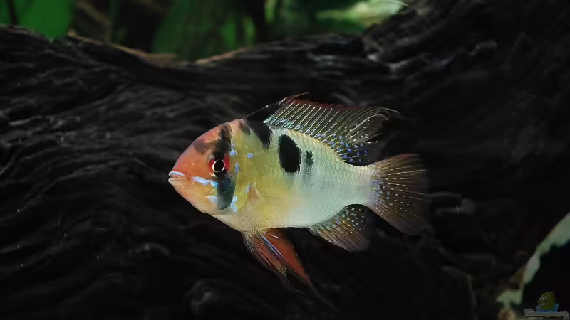 Schmetterlingsbuntbarsch von Florian Kallinger (24)