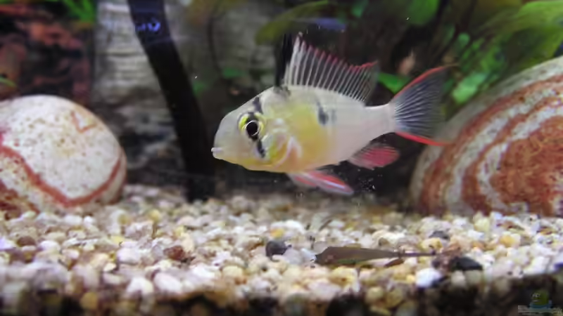 Schmetterlingsbuntbarsch von froxxs (14)