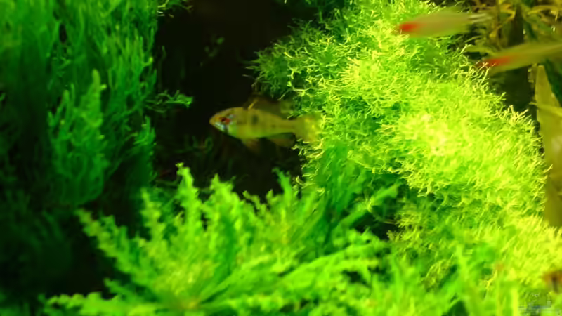 Schmetterlingsbuntbarsch von Katzenmutti (14)