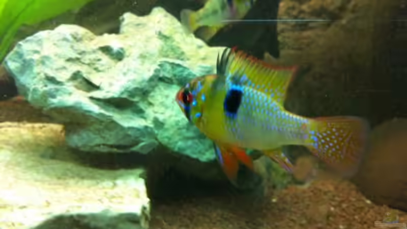 schmetterlingsbuntbarsch von linlan (12)