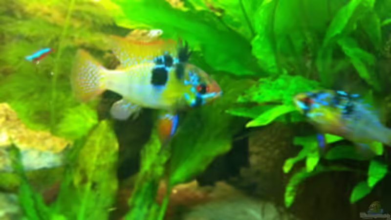 Schmetterlingsbuntbarsch von linlan (28)