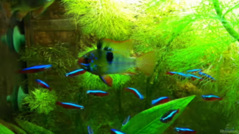 Schmetterlingsbuntbarsch von linlan (9)