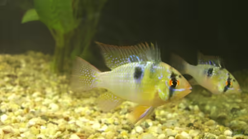 Schmetterlingsbuntbarsch von Mario H. (19)