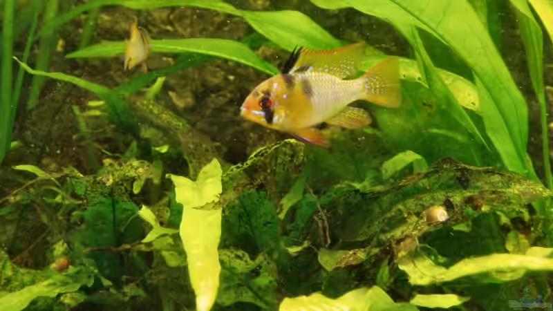 Schmetterlingsbuntbarsch von Marko Straßburger (14)