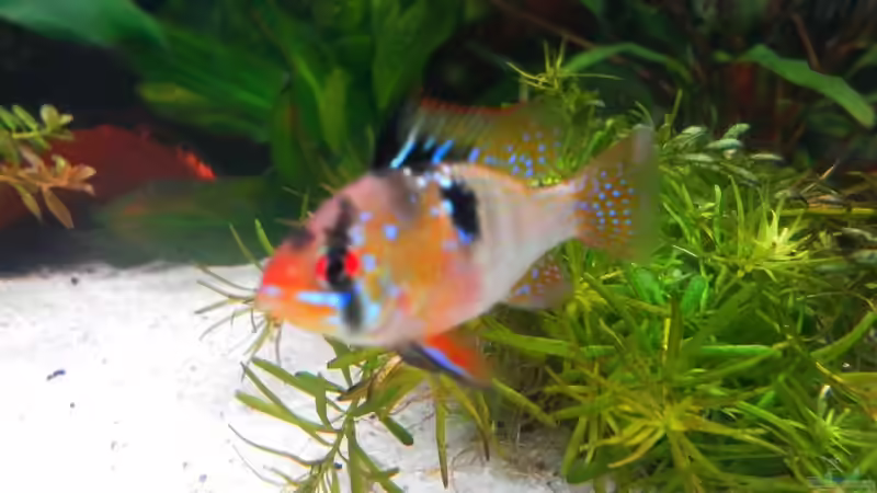 Schmetterlingsbuntbarsch von mawi (28)