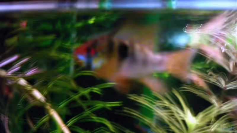 Schmetterlingsbuntbarsch von Michael Meyer (5)