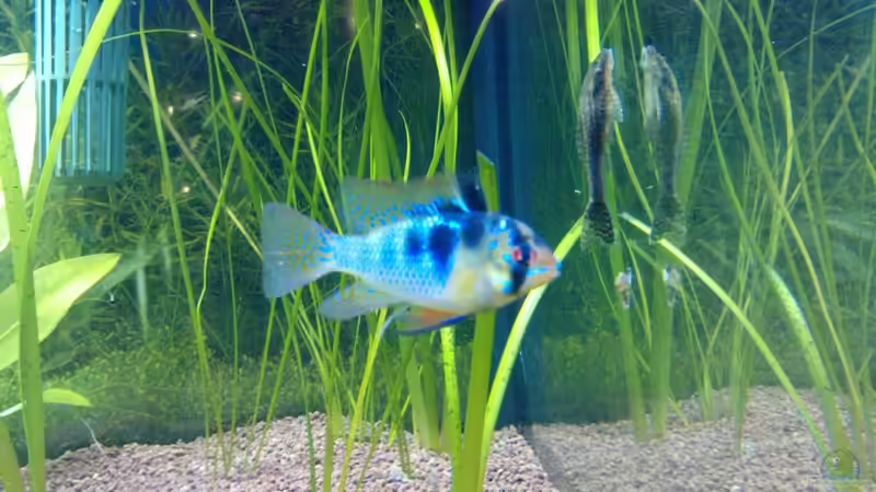 schmetterlingsbuntbarsch von Mike Schl. (22)