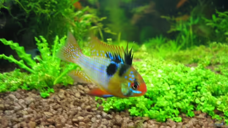 Schmetterlingsbuntbarsch von Ralle (12)