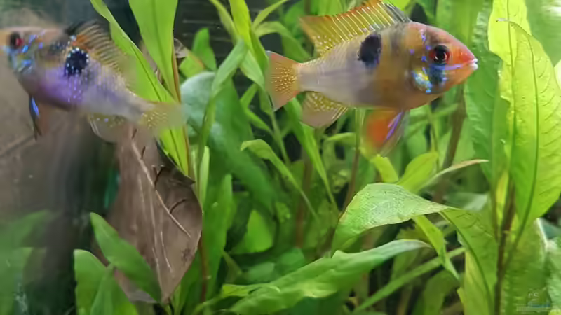 Schmetterlingsbuntbarsch von Rinchen84 (15)