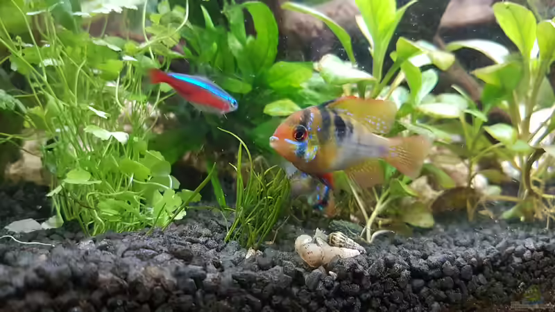 Schmetterlingsbuntbarsch von Rinchen84 (16)