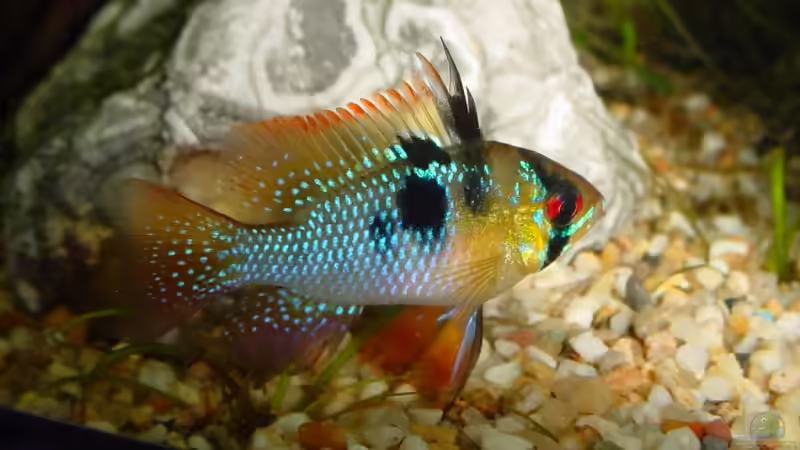 Schmetterlingsbuntbarsch von Sabine Stark (11)