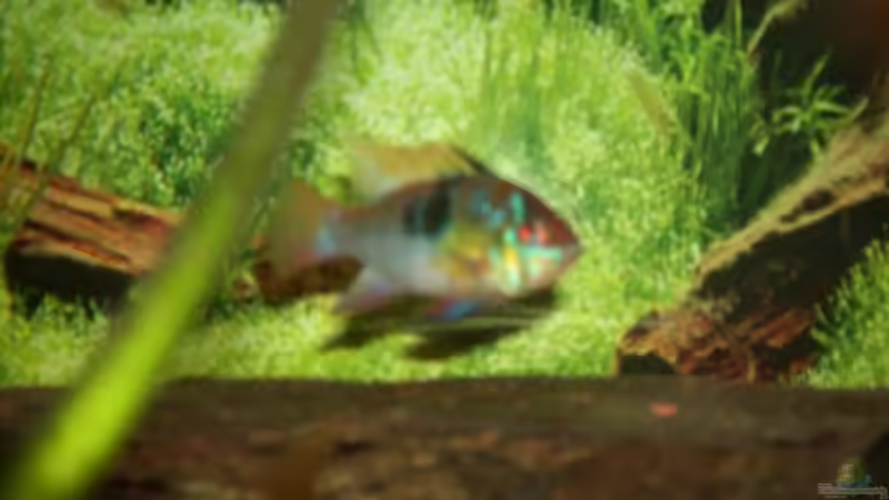 Schmetterlingsbuntbarsch von Samson (11)