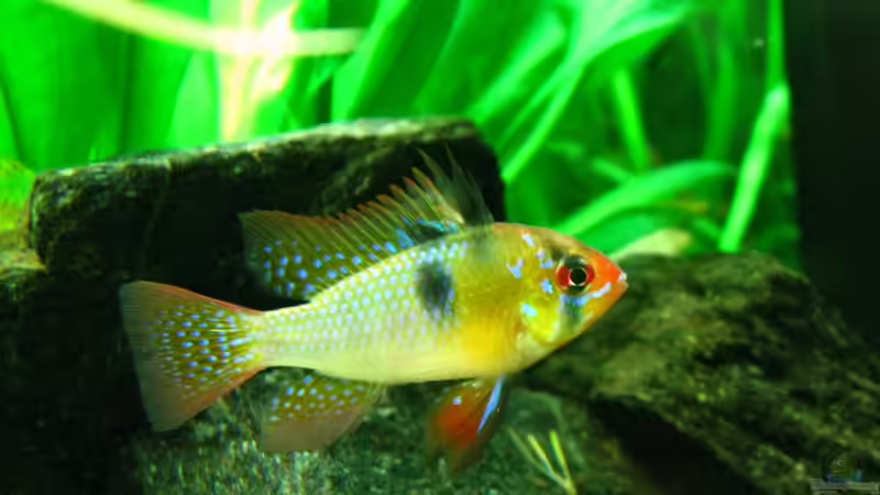 Schmetterlingsbuntbarsch von Sarah (12)