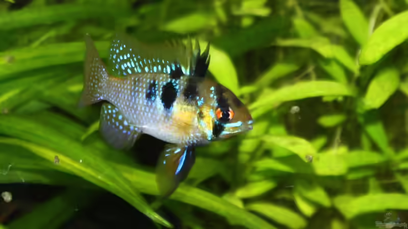 Schmetterlingsbuntbarsch von Schnuppe (8)