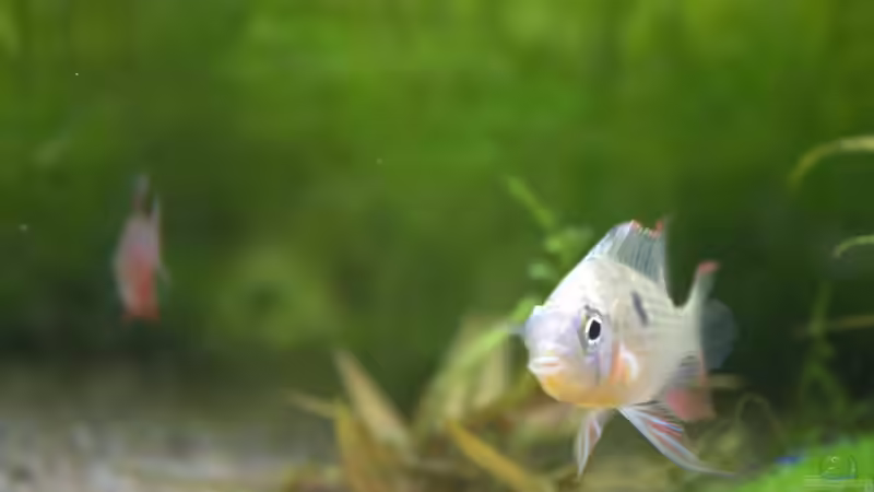 Schmetterlingsbuntbarsch von SteB-Studio (10)