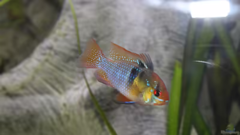 Schmetterlingsbuntbarsch von Wabi (16)