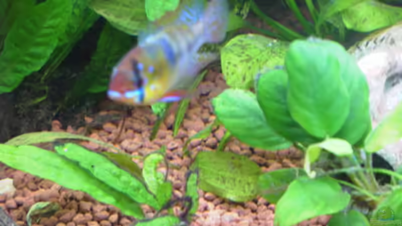 Schmetterlingsbuntbarsch von Werner Müller (23)