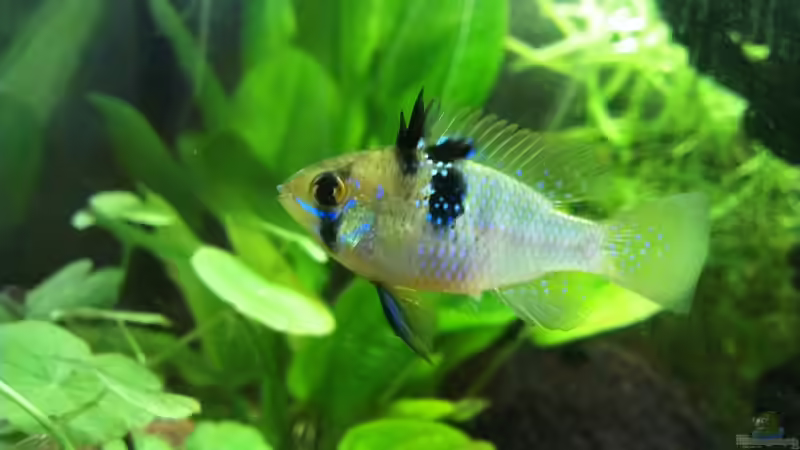 Schmetterlingsbuntbarsch (W) / Mikrogeophagus ramirezi von bocap (28)