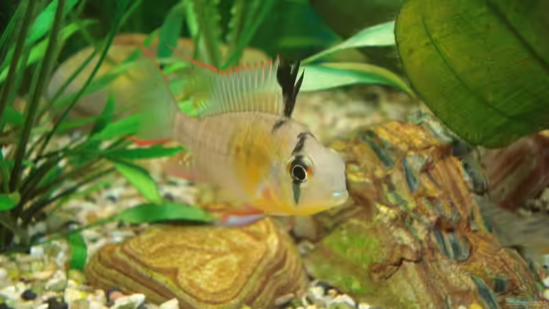 Schmetterlingsbuntbarsch (w) von Chris 81 (15)