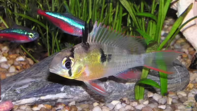 Schmetterlingsbuntbarsch (w) von froxxs (19)