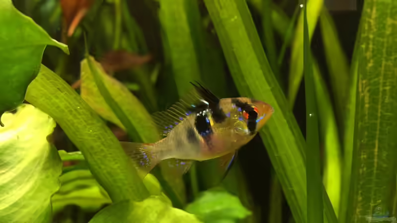 Schmetterlingsbuntbarsch (w) von Yasmine (34)