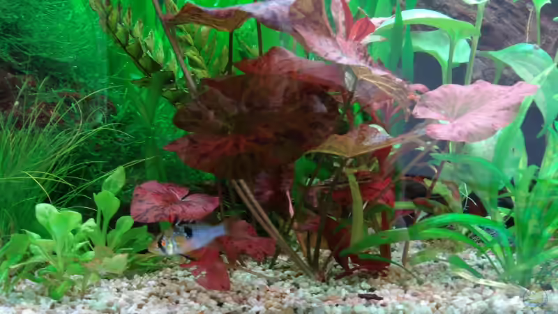 Schmetterlingsbuntbarsch Weibchen ???? von Thomas Weyhofen (20)