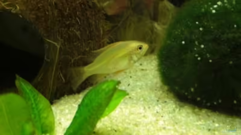 Schmetterlingsbuntbarsch weibchen von Holzi (15)