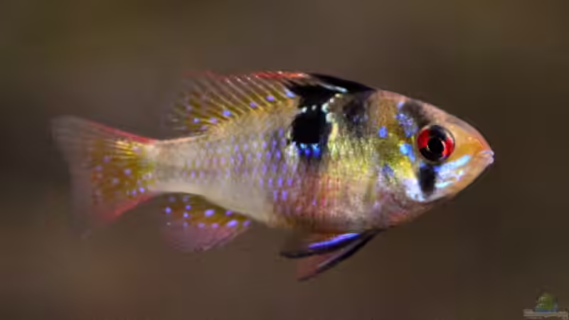 Schmetterlingsbuntbarsch Weibchen von Maria Glas (18)