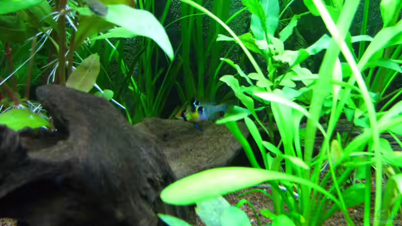 Schmetterlingsbuntbarsch Weibchen von matze81 (29)