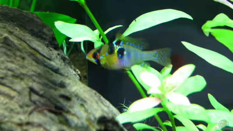 Schmetterlingsbuntbarsch Weibchen von matze81 (33)