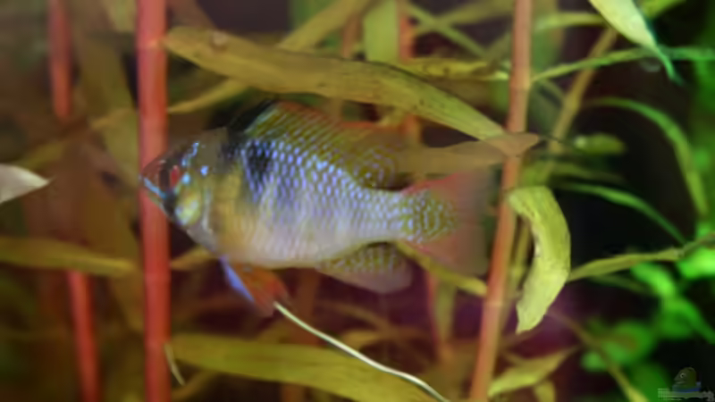 Schmetterlingsbuntbarsch Weibchen von Mimia805 (10)