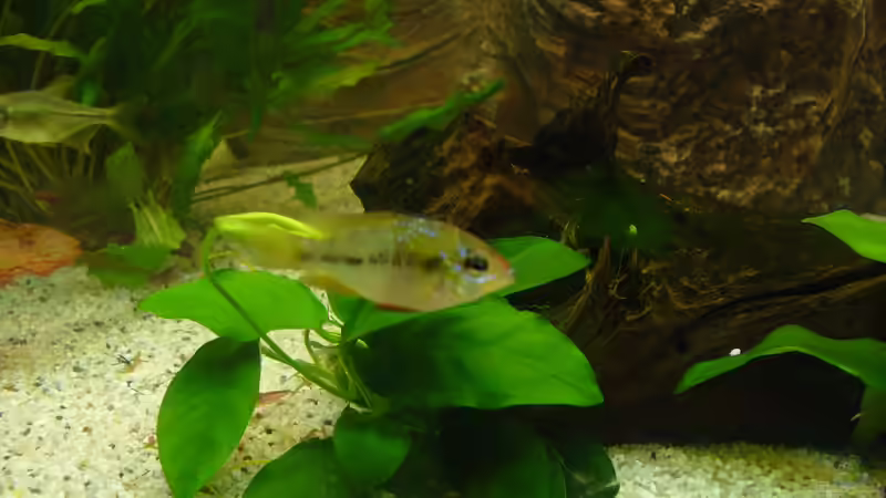 Schmetterlingsbuntbarsch Weibchen von Randsteinwetzer (16)