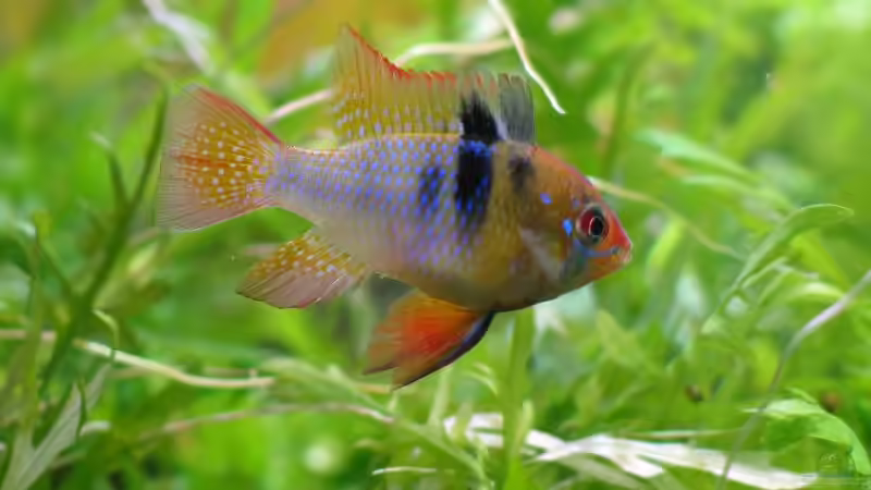 Buntbarsche im Aquarium (Einrichtungsbeispiele mit Chichliden)