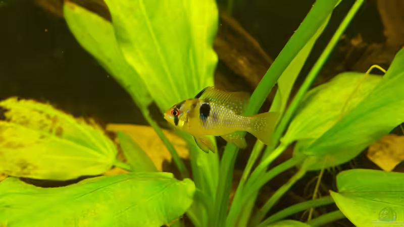 Schmetterlingsbuntbarschbock von Johannes L. (56)