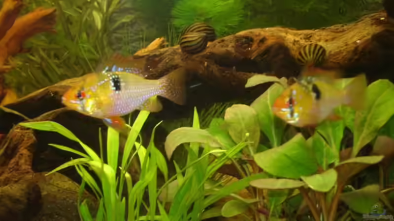 Schmetterlingsbuntbarsche - 2x weiblich (leider einer verstorben) von *Thorsten* (27)