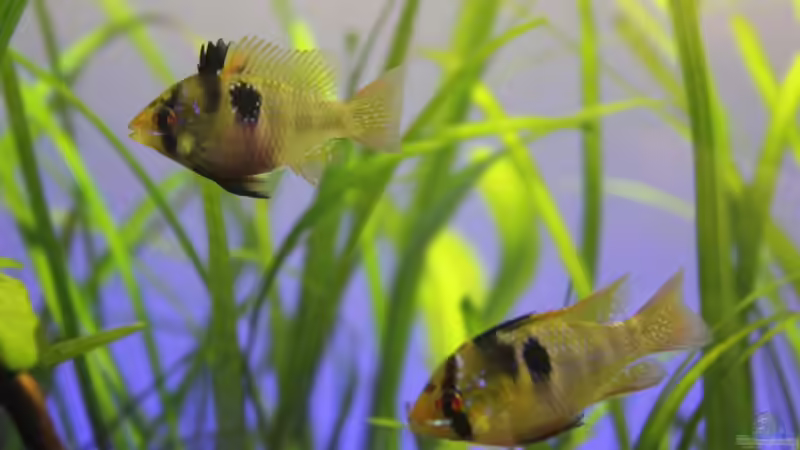 Schmetterlingsbuntbarsche 1 von AquarienHans (9)