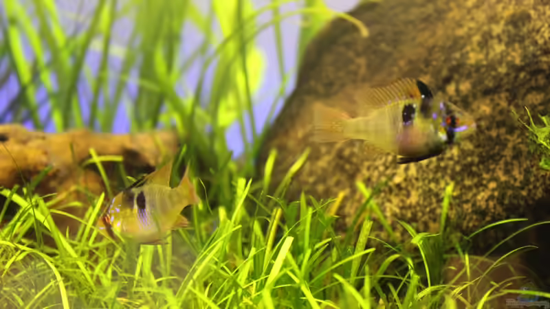 Schmetterlingsbuntbarsche 2 von AquarienHans (10)