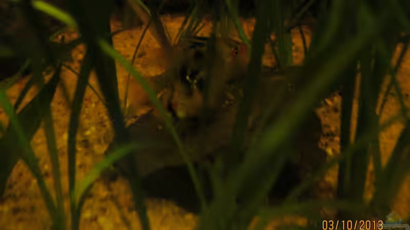 Schmetterlingsbuntbarsche beim ablaichen von Paul B. (38)