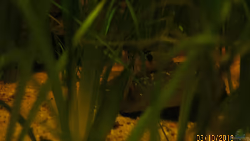 Schmetterlingsbuntbarsche beim ablaichen von Paul B. (39)