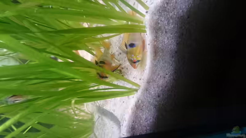 Schmetterlingsbuntbarsche beim ablaichen von Reticulata (10)