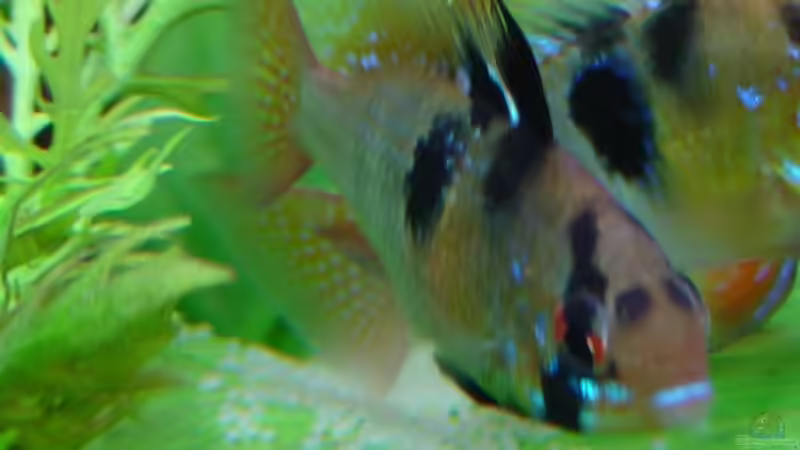 Schmetterlingsbuntbarsche haben Eier gelegt von Monika und Roman J. (25)