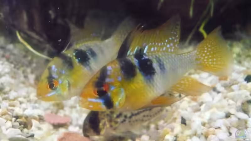 Schmetterlingsbuntbarsche und Panzerwelse von Dennis (25)