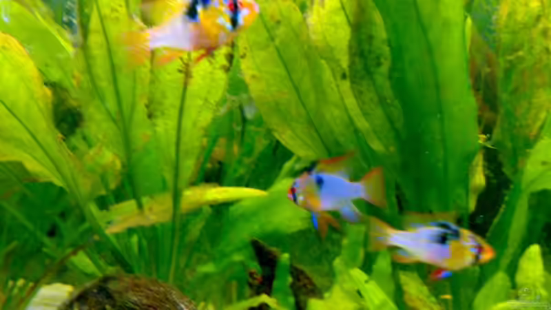 Schmetterlingsbuntbarsche von Amazonasbecken.eu (14)