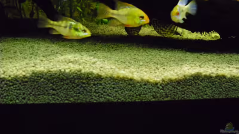 Schmetterlingsbuntbarsche von Andy 86 (14)