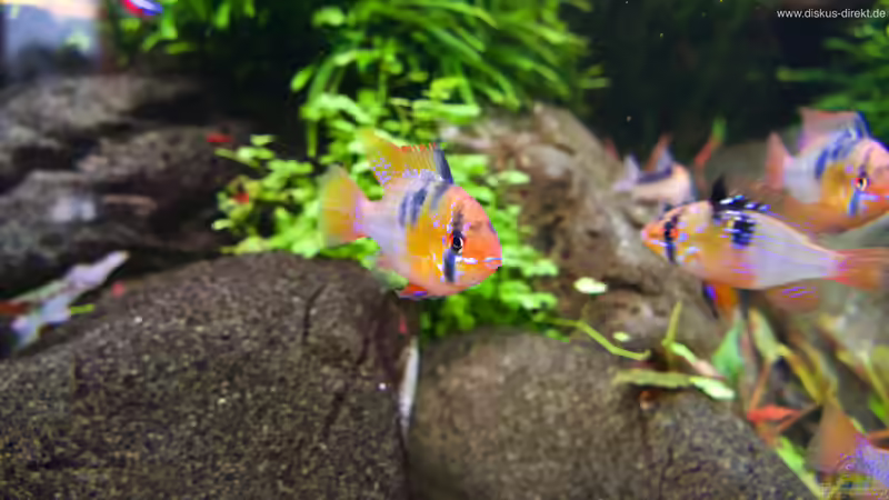 Schmetterlingsbuntbarsche von Diskus-Direkt (18)