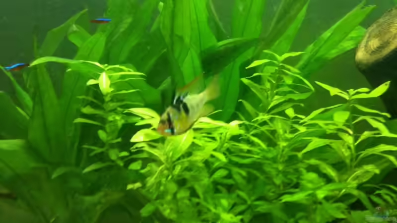 Schmetterlingsbuntbarsche von Diskus94 (8)