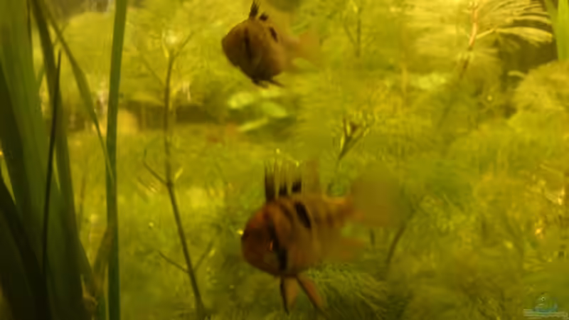 Schmetterlingsbuntbarsche von Jan Wilhelm (9)