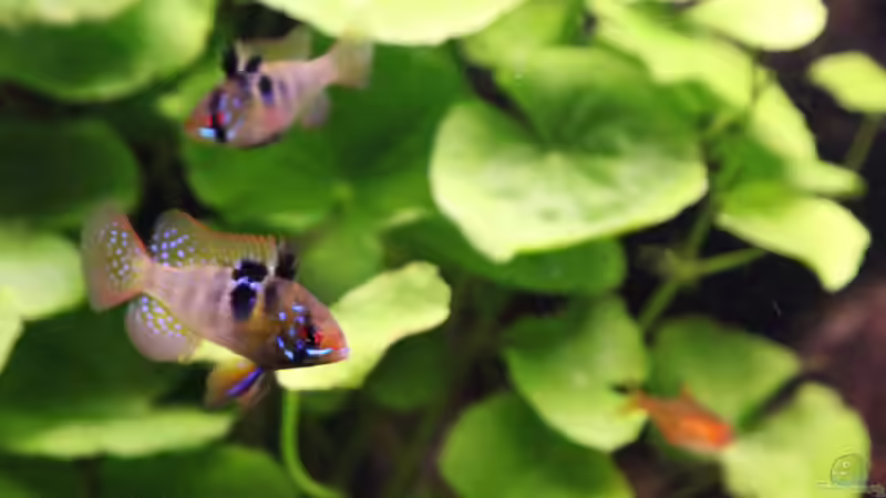 Schmetterlingsbuntbarsche von Maria Glas (15)